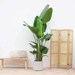 Strelitzia Nicolai Xxl - H210cm - Très Grande Plante D'intérieur -Ryobi Jardin Boutique 023dac57f82734bb