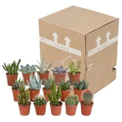 Cactus Et Succulentes, Box De 15 Plantes - H8cm, ø5,5cm - Plantes D'intérieur -Ryobi Jardin Boutique 02478b3ba3355e15