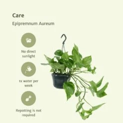 Epipremnum Aureum Scindapsus X2 - H25cm, ø15cm - Plante D'intérieur -Ryobi Jardin Boutique 02e9e418984afe54