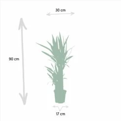 Yucca - H90cm, ø17cm - Grande Plante D'intérieur 9 Yucca - H90cm, ø17cm - Grande Plante D'intérieur -Ryobi Jardin Boutique 03b6138339cfcbe1