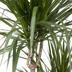 Dracaena Marginata - H115cm, ø21cm - Très Grande Plante D'intérieur -Ryobi Jardin Boutique 07fbb3a2dafa42b8
