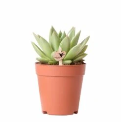 Echeveria Miranda - H13cm, ø9cm - Plante D'intérieur