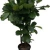 Ficus Lyrata Xxl - H160cm, ø30cm - Très Grande Plante D'intérieur