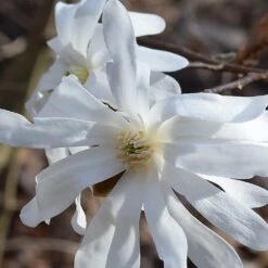 Magnolia étoilé Stellata/pot De 4l - 40/60 Cm -Ryobi Jardin Boutique 0de970d8753b98f4