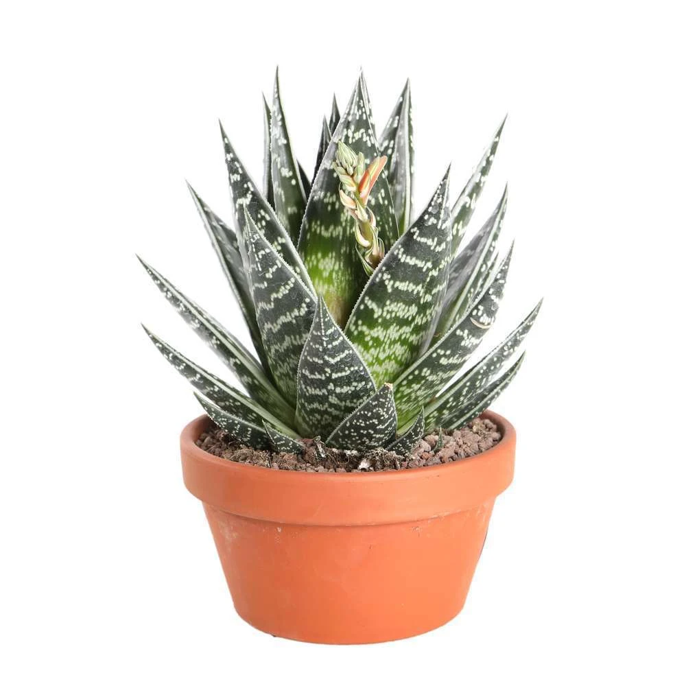Cactus Et Succulente Mix : Pot D.17cm - H.20cm 3 Cactus Et Succulente Mix : Pot D.17cm - H.20cm – Image 3