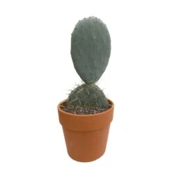 Cactus : H40cm Pot Terre Cuite D20 Cm 9 Cactus : H40cm Pot Terre Cuite D20 Cm -Ryobi Jardin Boutique 1043860 002