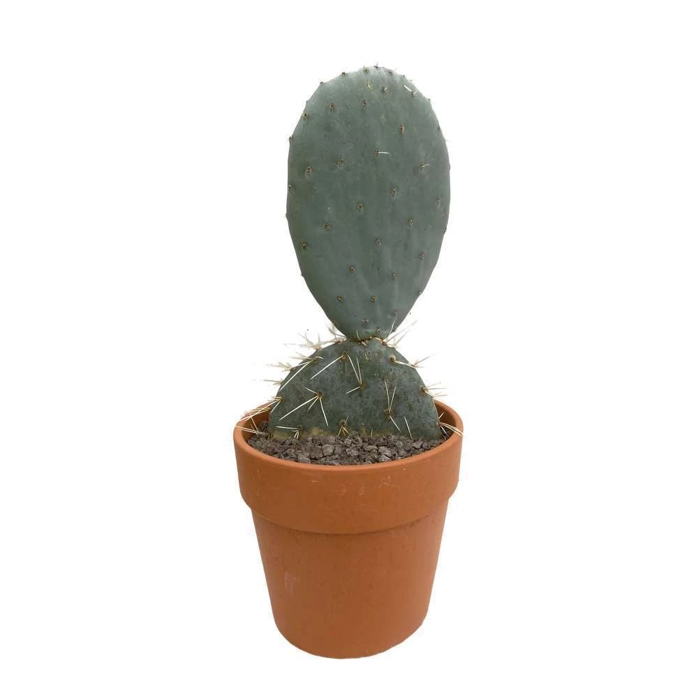 Cactus : H40cm Pot Terre Cuite D20 Cm 3 Cactus : H40cm Pot Terre Cuite D20 Cm – Image 3
