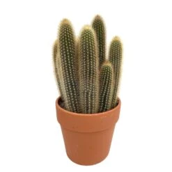 Cactus : H40cm Pot Terre Cuite D20 Cm 10 Cactus : H40cm Pot Terre Cuite D20 Cm -Ryobi Jardin Boutique 1043860 004