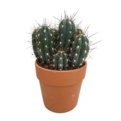 Cactus : H40cm Pot Terre Cuite D20 Cm 11 Cactus : H40cm Pot Terre Cuite D20 Cm -Ryobi Jardin Boutique 1043860 005