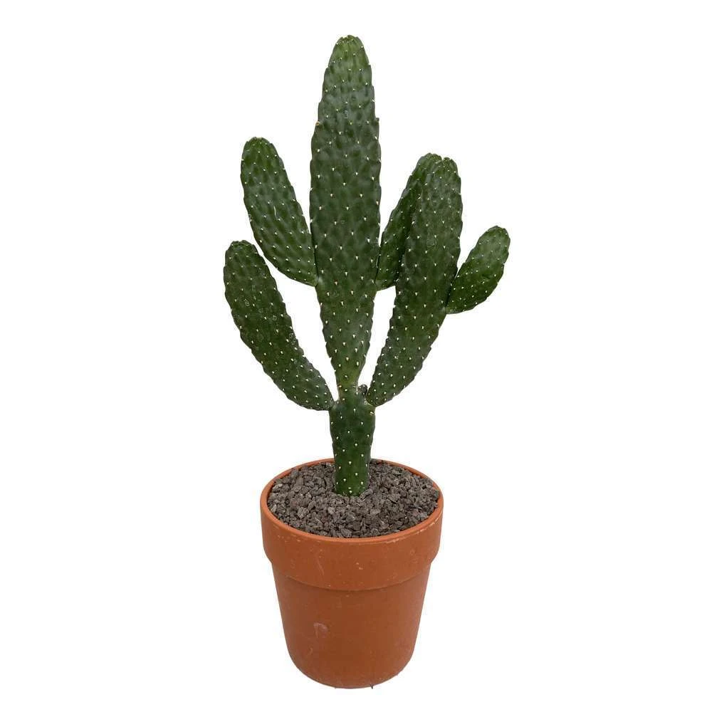 Cactus : H40cm Pot Terre Cuite D20 Cm 6 Cactus : H40cm Pot Terre Cuite D20 Cm – Image 6