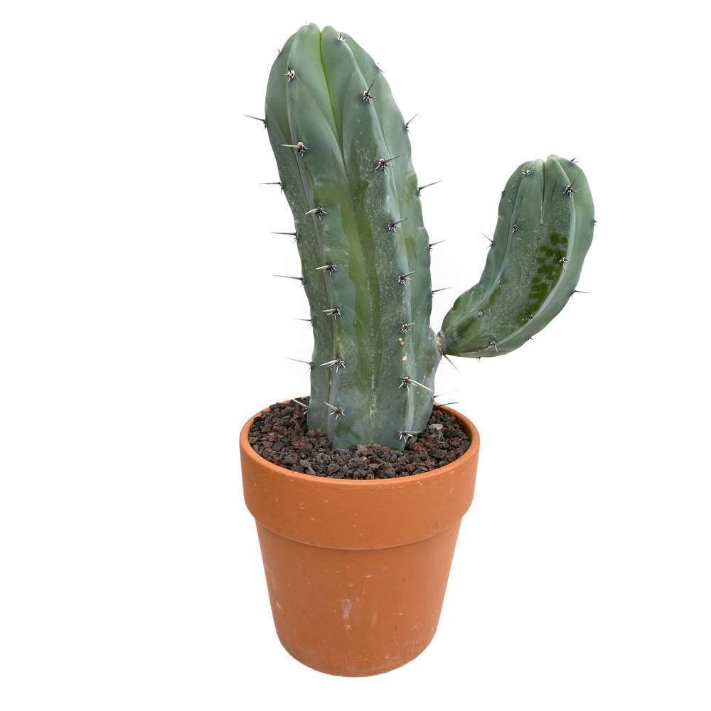 Cactus : H40cm Pot Terre Cuite D20 Cm 7 Cactus : H40cm Pot Terre Cuite D20 Cm – Image 7