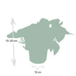 Epipremnum Happy Leaf Scindapsus - H15cm, ø12cm - Plante D'intérieur Tombante 8 Epipremnum Happy Leaf Scindapsus - H15cm, ø12cm - Plante D'intérieur Tombante -Ryobi Jardin Boutique 1046f5608f3c7eca