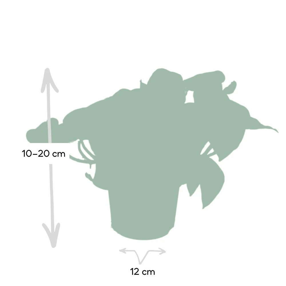 Epipremnum Happy Leaf Scindapsus - H15cm, ø12cm - Plante D'intérieur Tombante 4 Epipremnum Happy Leaf Scindapsus - H15cm, ø12cm - Plante D'intérieur Tombante – Image 4