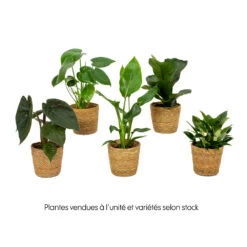 Mix Plantes Vertes, Variétés Variables : Vannerie D12cm 11 Mix Plantes Vertes, Variétés Variables : Vannerie D12cm -Ryobi Jardin Boutique 1066833 2072083
