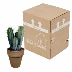 Myrtillocactus - H40cm, ø17cm - Plante D'intérieur Facile D'entretien -Ryobi Jardin Boutique 119cfd77764afc00