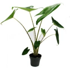 Alocasia Zebrina - Tiger Arrow Leaf - Pot 14cm - Hauteur 35-45cm