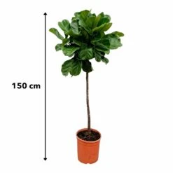 Ficus Lyrata Xl - H150cm, ø30cm - Très Grande Plante D'intérieur -Ryobi Jardin Boutique 147808e77ddb7acd