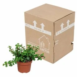 Portulacaria Afra - H25cm, ø10,5cm - Plante D'intérieur -Ryobi Jardin Boutique 14989b04955025a5