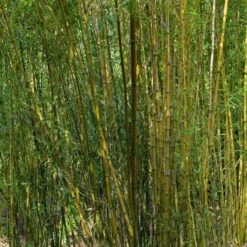 Bambou : Pot De 5 Litres -Ryobi Jardin Boutique 15449 003