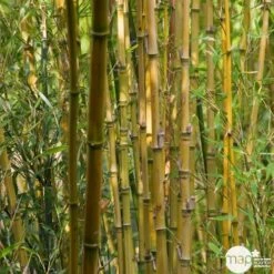 Bambou : Pot De 5 Litres -Ryobi Jardin Boutique 15449 004