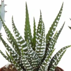 Gasteria, Haworthia Et Leurs Caches-pots, Box De 5 Plantes - H11cm, ø6,5cm - Plantes D'intérieur -Ryobi Jardin Boutique 15aaf867e861acbf