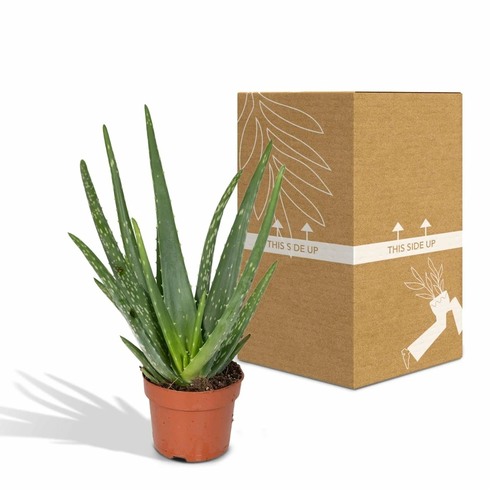 Aloe Vera - H30cm, ø12cm - Plante D'intérieur Succulente 4 Aloe Vera - H30cm, ø12cm - Plante D'intérieur Succulente – Image 4