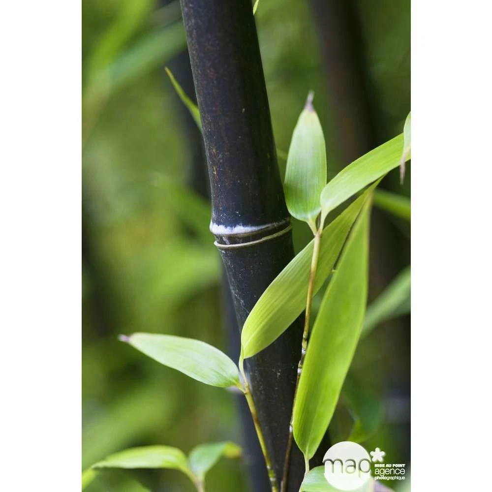 Bambou Moyen Phyllostachys Nigra 150/200 Cm: Pot De 18 Litres 4 Bambou Moyen Phyllostachys Nigra 150/200 Cm: Pot De 18 Litres – Image 4