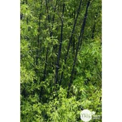 Bambou Moyen Phyllostachys Nigra 150/200 Cm: Pot De 18 Litres 11 Bambou Moyen Phyllostachys Nigra 150/200 Cm: Pot De 18 Litres -Ryobi Jardin Boutique 170450 002