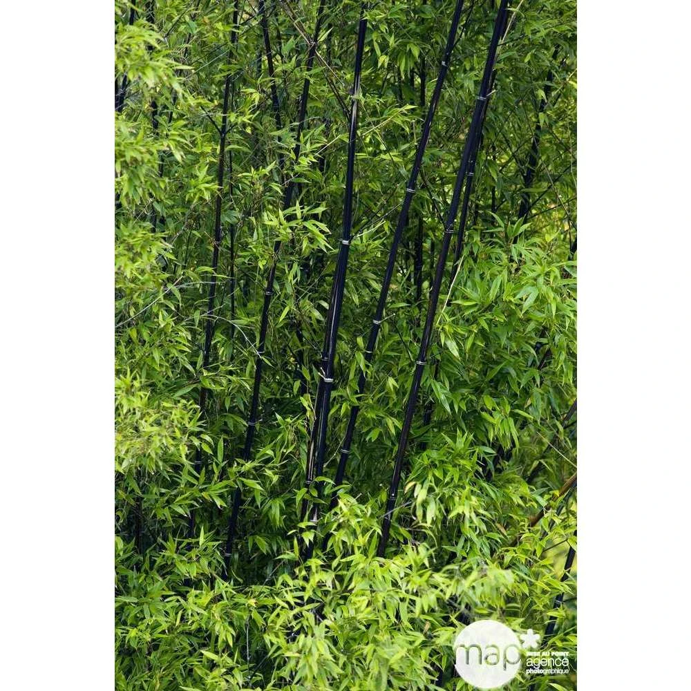 Bambou Moyen Phyllostachys Nigra 150/200 Cm: Pot De 18 Litres 5 Bambou Moyen Phyllostachys Nigra 150/200 Cm: Pot De 18 Litres – Image 5