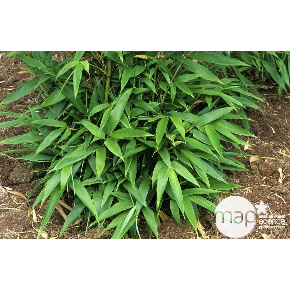 Bambou Moyen Phyllostachys Nigra 150/200 Cm: Pot De 18 Litres 6 Bambou Moyen Phyllostachys Nigra 150/200 Cm: Pot De 18 Litres – Image 6