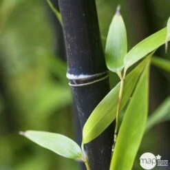 Bambou Moyen Phyllostachys Nigra 150/200 Cm: Pot De 18 Litres 13 Bambou Moyen Phyllostachys Nigra 150/200 Cm: Pot De 18 Litres -Ryobi Jardin Boutique 170450 004