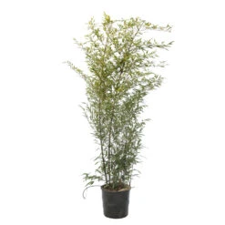 Bambou Moyen Phyllostachys Nigra 150/200 Cm: Pot De 18 Litres 9 Bambou Moyen Phyllostachys Nigra 150/200 Cm: Pot De 18 Litres -Ryobi Jardin Boutique 170450 2058667
