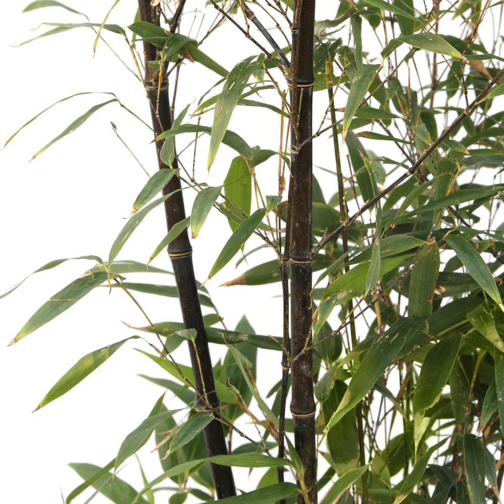 Bambou Moyen Phyllostachys Nigra 150/200 Cm: Pot De 18 Litres 2 Bambou Moyen Phyllostachys Nigra 150/200 Cm: Pot De 18 Litres – Image 2