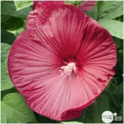 Hibiscus Moscheutos : Conteneur De 5 Litres 8 Hibiscus Moscheutos : Conteneur De 5 Litres -Ryobi Jardin Boutique 171264 001