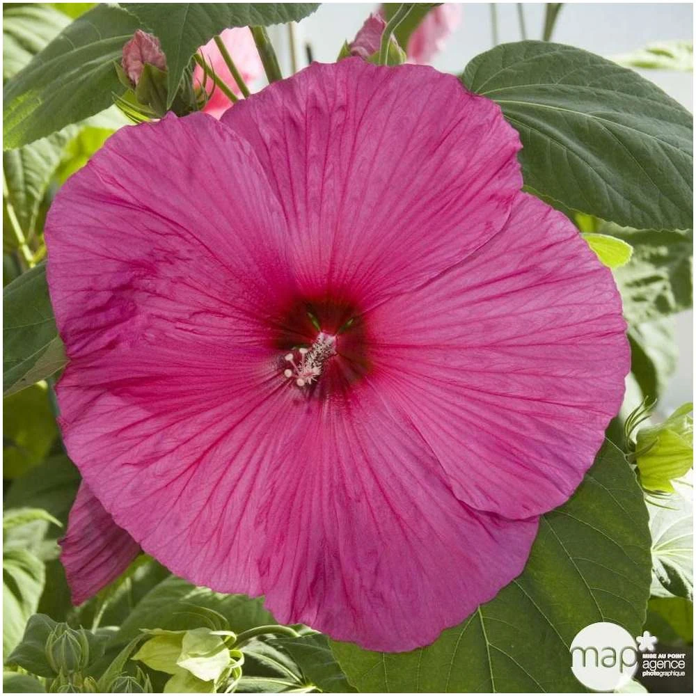 Hibiscus Moscheutos : Conteneur De 5 Litres 5 Hibiscus Moscheutos : Conteneur De 5 Litres – Image 5