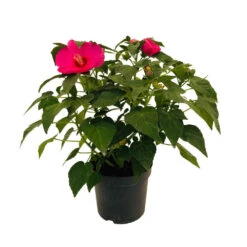 Hibiscus Moscheutos : Conteneur De 5 Litres 7 Hibiscus Moscheutos : Conteneur De 5 Litres -Ryobi Jardin Boutique 171264 006