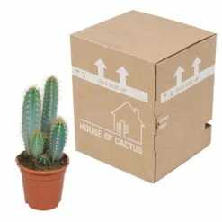 Pilosocereus Azureus - H40cm, ø17cm - Plante D'intérieur -Ryobi Jardin Boutique 18c76fad916e457c