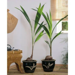 Cocotier Nucifera : Pot H.150cm -Ryobi Jardin Boutique 19401 001