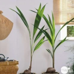 Cocotier Nucifera : Pot H.150cm -Ryobi Jardin Boutique 19401 002