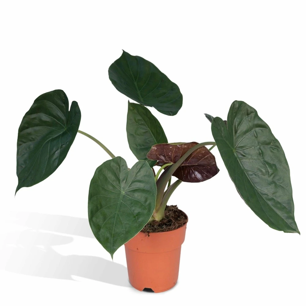 Alocasia Wentii - H70cm, ø19cm - Grande Plante D'intérieur 1 Alocasia Wentii - H70cm, ø19cm - Grande Plante D'intérieur