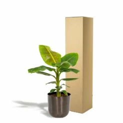 Bananier Nain Cavendish Et Son Cache-pot Noir - H90cm, ø21cm - Grande Plante D'intérieur -Ryobi Jardin Boutique 1ad1d9c44e113544