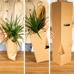 Tillandsia Et Son Support En Cube - H35cm, ø20cm - Plante D'intérieur Tombante -Ryobi Jardin Boutique 1d4ca7b43168e807