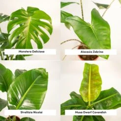 Alocasia Zebrina, Monstera Deliciosa, Bananier Musa, Strelitzia Nicolai - Grandes Plantes D'intérieur -Ryobi Jardin Boutique 1d9891b5fc13f9ec