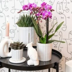 Haworthia - H11cm, ø6cm - Plante D'intérieur -Ryobi Jardin Boutique 1dcd91ab4fa67002