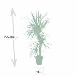Dracaena Marginata - H115cm, ø21cm - Très Grande Plante D'intérieur -Ryobi Jardin Boutique 205c4d19ff1b1ad5