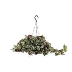 Tradescantia : Suspension Diamètre 18 Cm - Variétés Variables -Ryobi Jardin Boutique 21071 004