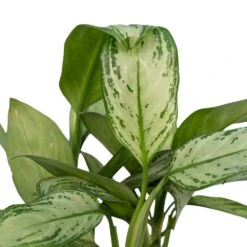 Aglaonema Christina - H30cm, ø12cm - Plante D'intérieur -Ryobi Jardin Boutique 226315f1022fb16f