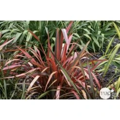Phormium, Variétés Variables : Pot 4L 12 Phormium, Variétés Variables : Pot 4L -Ryobi Jardin Boutique 228928 001