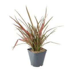 Phormium, Variétés Variables : Pot 4L 11 Phormium, Variétés Variables : Pot 4L -Ryobi Jardin Boutique 228928 003