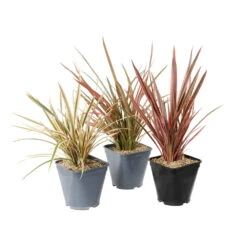 Phormium, Variétés Variables : Pot 4L 10 Phormium, Variétés Variables : Pot 4L -Ryobi Jardin Boutique 228928 1748536
